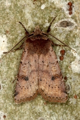 Cerastis faceta