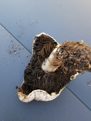 Agaricus