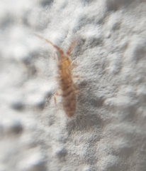 Orchesella villosa