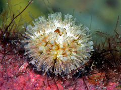 Nudechinus verruculatus image