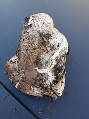Agaricus