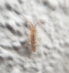 Orchesella villosa
