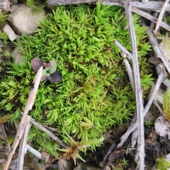 Tortella inclinata