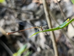 Aciagrion pallidum