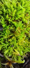 Tortella inclinata