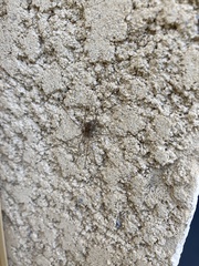 Phalangiinae