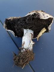 Agaricus