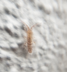Orchesella villosa