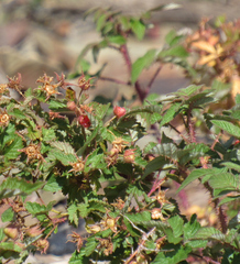 Rubus idaeus