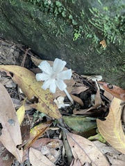 Termitomyces microcarpus