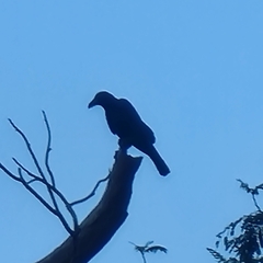 Corvus macrorhynchos