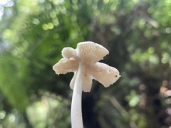 Termitomyces microcarpus
