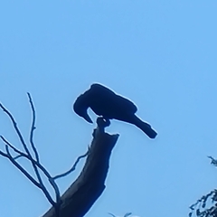 Corvus macrorhynchos