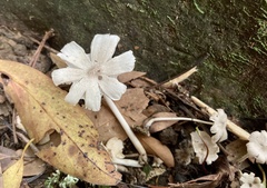 Termitomyces microcarpus