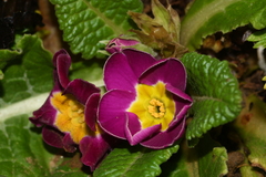 Primula × pruhonicensis