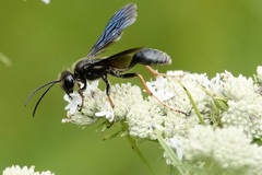 Isodontia auripes