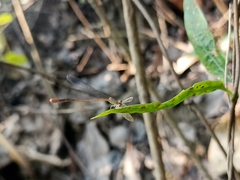 Aciagrion pallidum