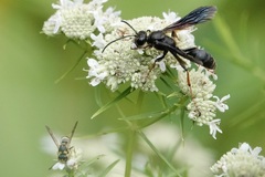 Isodontia auripes
