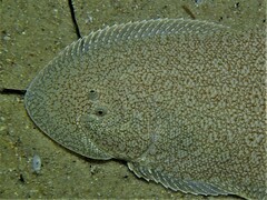 Rock Sole photo 3
