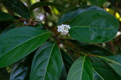 Citharexylum spinosum