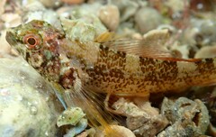 Tripterygion delaisi