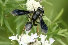 Isodontia auripes