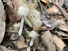 Termitomyces microcarpus