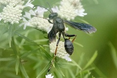 Isodontia auripes