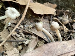 Termitomyces microcarpus