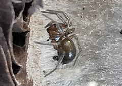 Euryopis episinoides