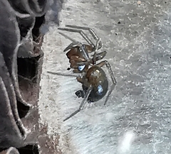 Euryopis episinoides