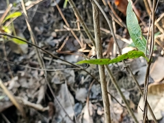 Aciagrion pallidum