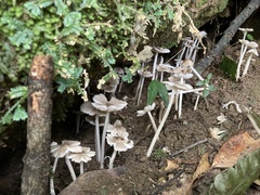 Termitomyces microcarpus