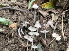 Termitomyces microcarpus