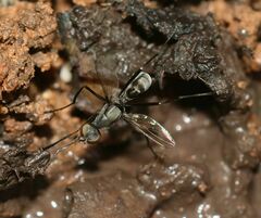 Dicranosepsis