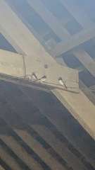 Hirundo rustica rustica