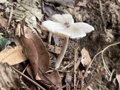 Termitomyces microcarpus