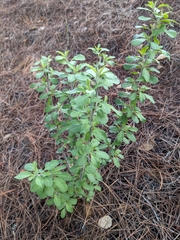 Solanum umbelliferum