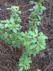 Solanum umbelliferum
