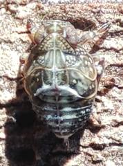 Hemiptera