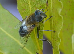 Eristalis similis