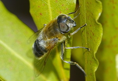 Eristalis similis