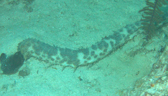 Holothuria thomasi
