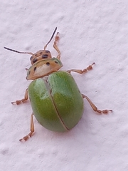 Platyphora quadrisignata