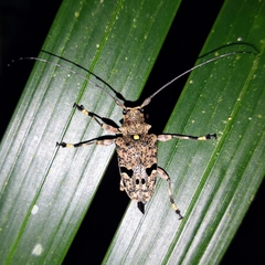 Trigonopeplus abdominalis