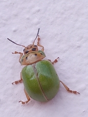 Platyphora quadrisignata
