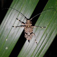 Trigonopeplus abdominalis