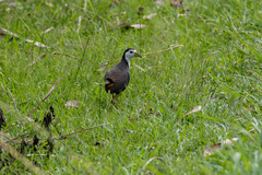 Amaurornis phoenicurus
