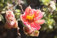 Passiflora trifoliata