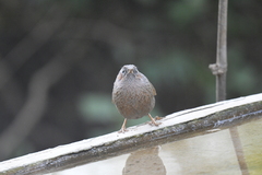 Trochalopteron lineatum